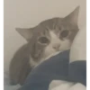 CAT 🩷 21