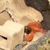 Macaco abandonado  10