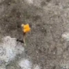 Entrega de flores amarillas 🌻 18