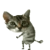 🐱🐾🐈 GATOS 🐈🐾🐱 19