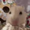 Hamster 🐁🩷🐀 17