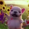Pibble 🐶 | Perrito Tiktok  9
