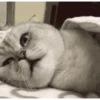 Reacciones gatunas🐱🤪 7