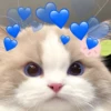 Gatinhos boiolinhas 🥰 9