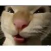 Meme Sticker Viral 12