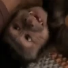 Monkeys 🤎🐵 11