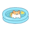 Summer Corgi 11
