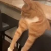 🌈🐈Reaccion Gatos Pal Chat🐈‍⬛🌈 8