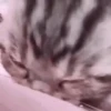 Gatos. | @illvocano  Haki. 6