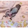 Monkey 26