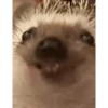 Nao grita 6