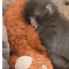 Macaco abandonado  7