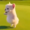 Pibble 🐶 Perro Pibble TikTok 🎶 14