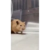 Hamster 🐁🩷🐀 5
