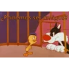 Piolin 2.0 26