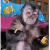 Monitos 🐵🐵🐵 4