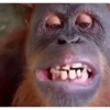 Monkey 24