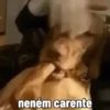 🐕 Coitadolândia de Cachorrinho 30