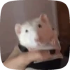 🐭 Ratitas Animadas 🐁 17
