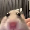 Reacciones tiktok 5 12