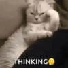 CAT 🩷 7