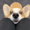 Reações do cão 19