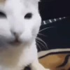 Reaction tiktok GIFs 11