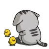 Stiker GIF Kucing Lucu 14