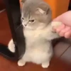 Gatinhos 8