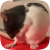 🐭 Ratitas Animadas 🐁 7