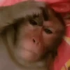 Reações de macaquinhos 🤣 14