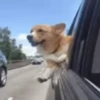 Reações do cão 7