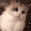 Reacciones gatunas🐱🤪 25