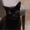 Moar gatos 🫠🫠 16