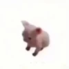 Gatos engraçados 😹 10