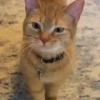 Милый движущийся кот GIF 7