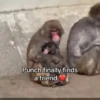 Macaco abandonado  9