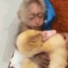 Mamacos 5