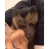 Monkey 10