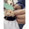 Hamster 🐁🩷🐀 7