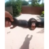 Monkey 5