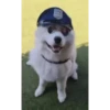 Jacaré  9