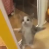Gatinhos 5