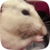 🐭 Ratitas Animadas 🐁 21