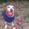 🐕 Apple Dog Perro con🍎 6