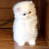 Gatinhos little cats 10