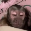 Monos.xasl 2