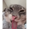 Meme gif 8
