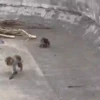 Macaco abandonado  6