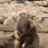 Animados 6